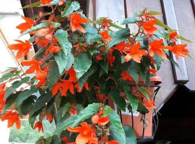 Sandra Apartment Obertraun